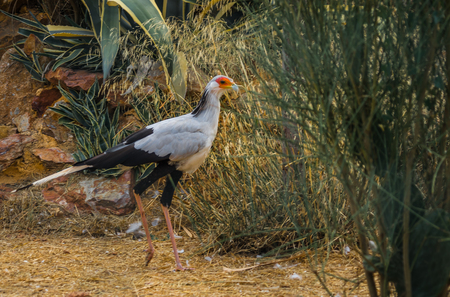 Image of bird Secretary walking in the park, Greeceの写真素材