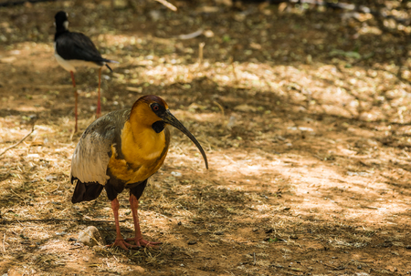 Image of  ibis and other birds walking in the parkの写真素材