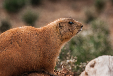 Image of little plump marmots walking on the lawnの写真素材