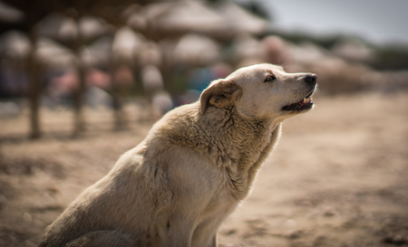 Image of big white dog on the beach in Schinias, Greece