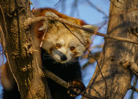 Closeup portrait of  Red Panda, also called Lesser Pandaの写真素材