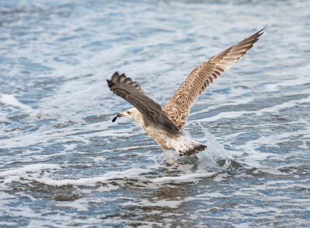 Seagulls flying over the waves of the Black Sea in Sochi, Russiaの写真素材