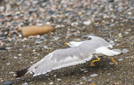 Seagulls on the Black Sea coast in Sochi, Russiaの写真素材
