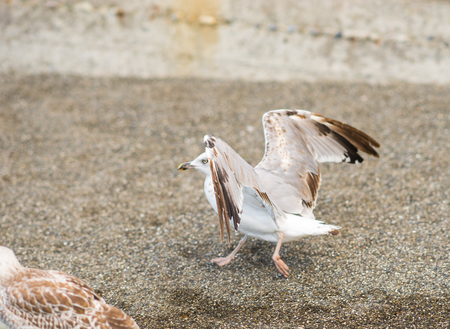 Seagulls on the Black Sea coast in Sochi, Russiaの写真素材