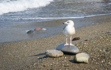 Seagulls walking on the beach of the Black Sea in Sochi, Russiaの写真素材