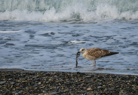 Seagulls walking on the beach of the Black Sea in Sochi, Russiaの写真素材