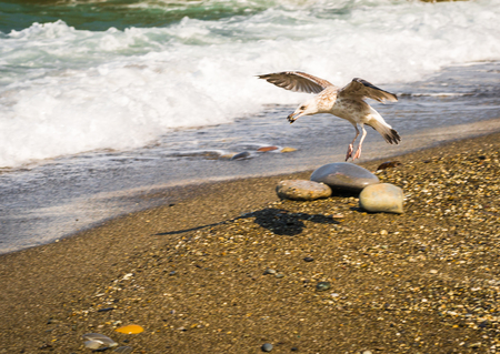Flying seagull grabbing  mussel on the shore of the Black Sea in Sochi, Russiaの写真素材