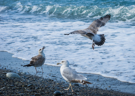 Seagulls flying over the waves of the Black Sea in Sochi, Russia