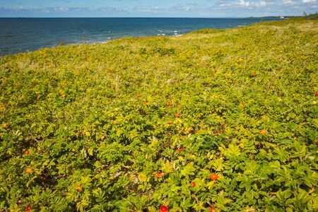 Seascape with wild rose bushes on the Baltic spit in the Kaliningrad region, Russia