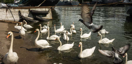 Image of white swans in port of Baltiysk, Kaliningrad region, Russiaの写真素材