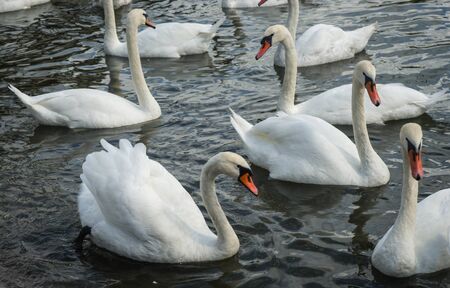 Image of white swans in port of Baltiysk, Kaliningrad region, Russia