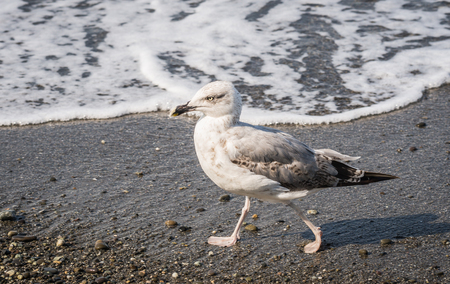 Seagulls walking on the beach of the Black Sea in Sochi, Russiaの写真素材