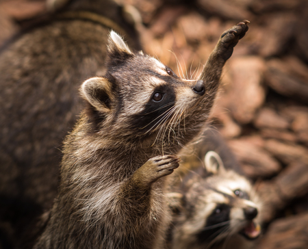 Close up portrait of a pretty ragged raccoon, Russiaの写真素材