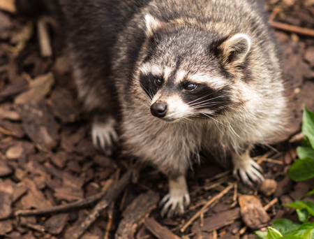 Close up portrait of a pretty ragged raccoon, Russiaの写真素材