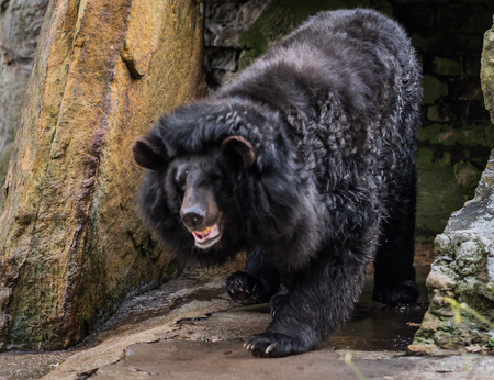 Close up image of  huge black himalayan bear, Russiaの写真素材