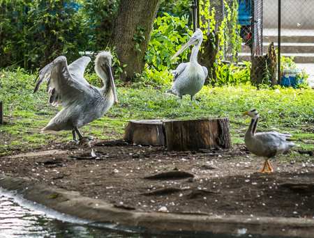 Image of white pelicans in Baltiysk, Kaliningrad region, Russiaの写真素材