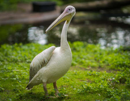 Image of white pelicans in Baltiysk, Kaliningrad region, Russiaの写真素材