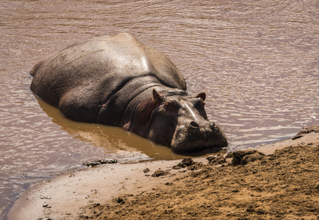 Image of hippos on the Mara River in Kenyaの写真素材