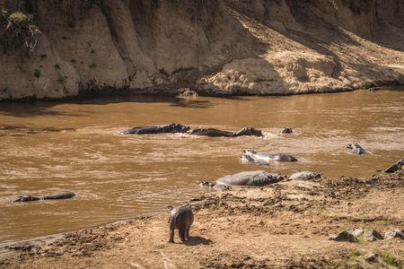 Image of hippos on the Mara River in Kenyaの写真素材