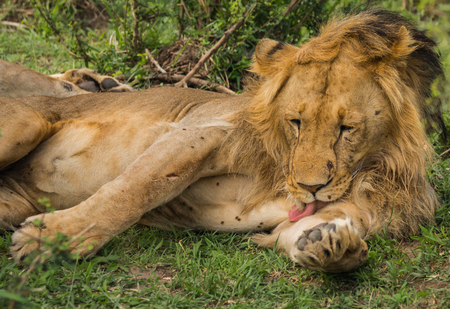 Image of lion king in Masai Mara nature reserve in Kenyaの写真素材