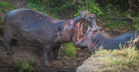 Partially blurred image of two hippos fighting to blood in Masai Mara, Kenyaの写真素材