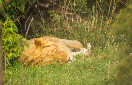 Image of lion king in Masai Mara nature reserve in Kenyaの写真素材