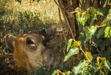 Image of red hyena in Masai Mara in Kenyaの写真素材