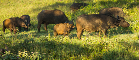 Image of buffalo from  Big Five in Masai Mara in Kenyaの写真素材