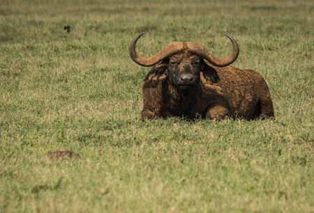 Image of buffalo from  Big Five in Masai Mara in Kenyaの写真素材
