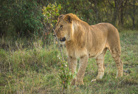Image of lioness hunter in  Masai Mara nature reserve in Kenyaの写真素材