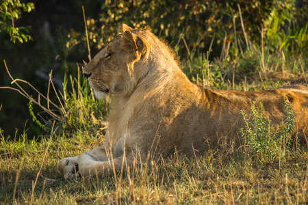 Image of big male lion  in Masai Mara nature reserve in Kenyaの写真素材