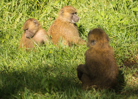 Image of monkey baboons near Lake Nakuru in Kenya