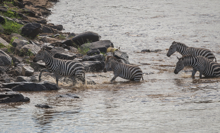 Zebras and wildebeest during migration from Serengeti to Masai Mara in Kenyaの写真素材