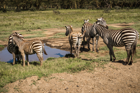 Image of zebras in Masai Mara in Kenyaの写真素材