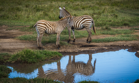 Image of zebras in Masai Mara in Kenyaの写真素材