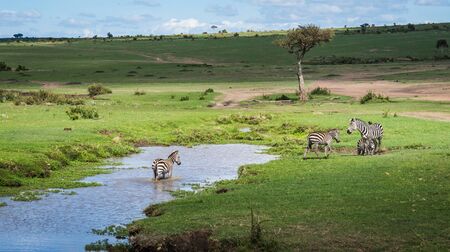 Image of zebras in Masai Mara in Kenyaの写真素材
