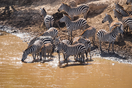 Zebras and wildebeest during migration from Serengeti to Masai Mara in Kenyaの写真素材