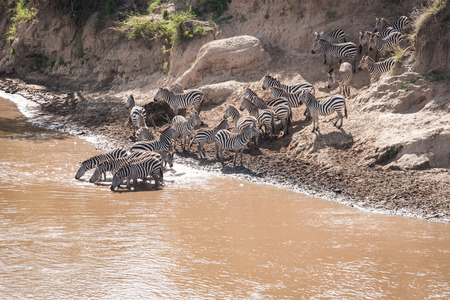 Zebras and wildebeest during migration from Serengeti to Masai Mara in Kenyaの写真素材