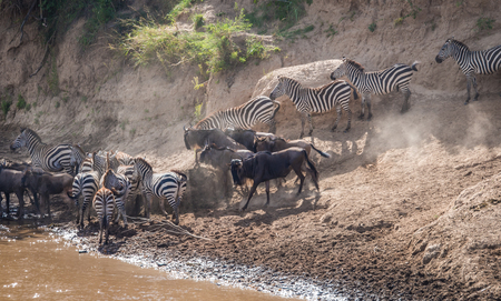 Zebras and wildebeest during migration from Serengeti to Masai Mara in Kenyaの写真素材