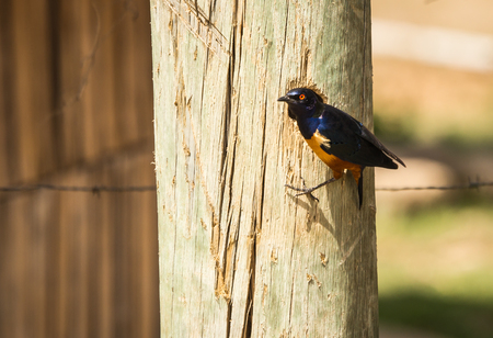 Portrait of beautiful african starling with blue wings and yellow body in Kenyaの写真素材