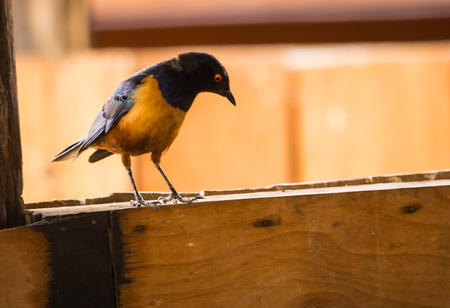 Portrait of beautiful african starling with blue wings and yellow body in Kenyaの写真素材