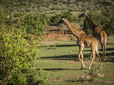 Eastafrican giraffes in Masai Mara park in Kenya Africaの写真素材
