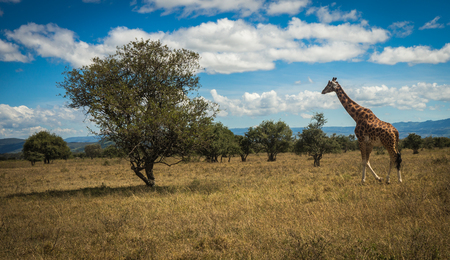 Eastafrican giraffes in Masai Mara park in Kenya Africaの写真素材