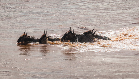 Zebras and wildebeest during migration from Serengeti to Masai Mara in Kenyaの写真素材
