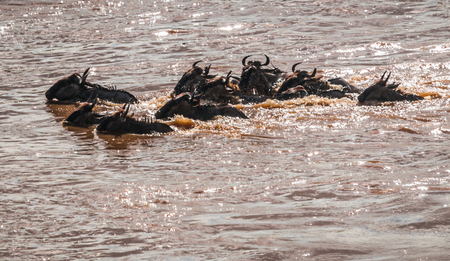 Zebras and wildebeest during migration from Serengeti to Masai Mara in Kenyaの写真素材