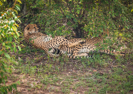 Image of african cheetahs in Masai Mara park in Kenyaの写真素材