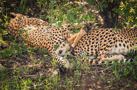 Image of african cheetahs in Masai Mara park in Kenyaの写真素材