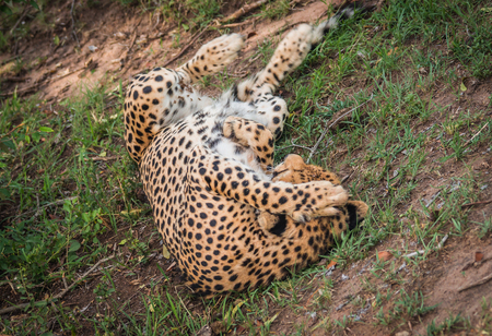 Image of african cheetahs in Masai Mara park in Kenyaの写真素材