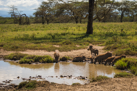 Image of warthogs in Masai Mara Nature Reserve in Kenyaの写真素材