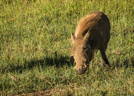 Image of warthogs in Masai Mara Nature Reserve in Kenyaの写真素材